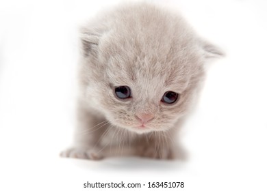 Big Dog Scared Of Little Kitten In Window Big Dog Scared Of Little Kitten In Window