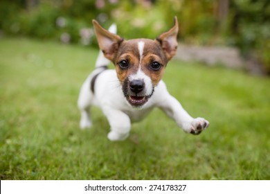 A very little puppy is running happily with floppy ears trough a garden with green grass. It almost looks like he can fly. He smiles and shows his tiny canine teeth.  - Shutterstock ID 274178327