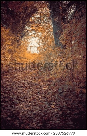 Similar – Image, Stock Photo autumn 1 Human being