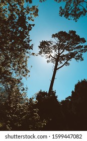 A Very Low Angle Shot, Looking Up Into The High Trees And The Very Blue Sky.