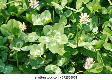 Very Lucky Clover -  Five-leaf White Clover/Dutch Clover  (Trifolium Repens) On The Field. Very Rare Variation Of The Three-leaf Clove Some Time Know As A Rose Clover.