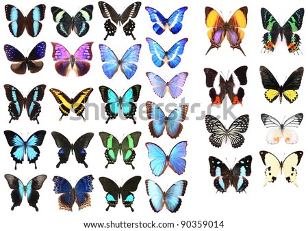 Very Many blue butterflies isolated on white background