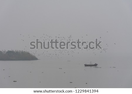 A very misty morning with black crowned night heron's flying en masse over a lake with a boat. 