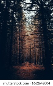 94,828 Moody forest Images, Stock Photos & Vectors | Shutterstock