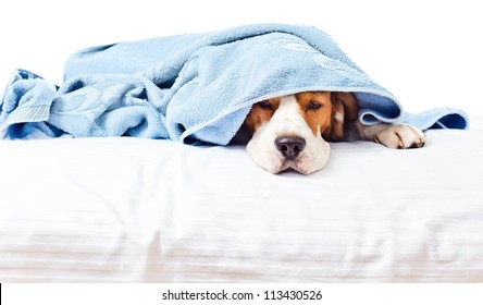 Very Much Sick Dog , Isolated On A White Background.