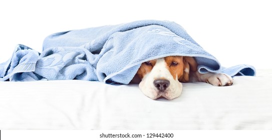 Very Much Sick Dog , Isolated On A White Background.