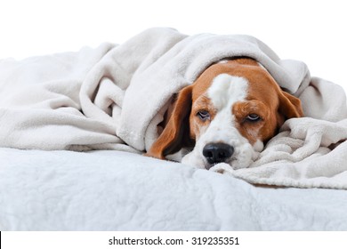 Very Much Sick Dog Under A Blanket, Isolated On  White 