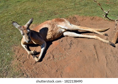 red kangaroo muscles