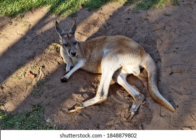 282 Muscular kangaroo Images, Stock Photos & Vectors | Shutterstock