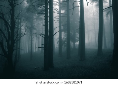 very mysterious and desolate atmosphere on a gloomy day in the dark woods with thick fog