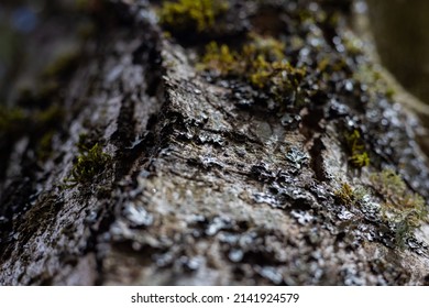 Very Narrow Focus On Tree Skin With Flaking Debris Falling Off Of Strong Base.