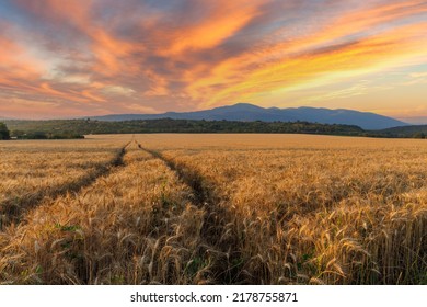 Very Narrow Winding Well-trodden Road Passes Through Dense Farmer's Wheat Field With Ripe Crop, Against Backdrop Of Mountain Valley Of Rhodope Mountains And Bright Sunny Sunset Evening Sky