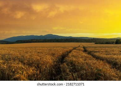 Very Narrow Winding Well-trodden Road Passes Through Dense Farmer's Wheat Field With Ripe Crop, Against Backdrop Of Mountain Valley Of Rhodope Mountains And Bright Sunny Sunset Evening Sky