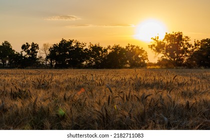 Very Narrow Winding Well-trodden Road Passes Through Dense Farmer's Wheat Field With Ripe Crop, Against Backdrop Of Mountain Valley Of Rhodope Mountains And Bright Sunny Sunset Evening Sky