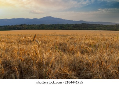 Very Narrow Winding Well-trodden Road Passes Through Dense Farmer's Wheat Field With Ripe Crop, Against Backdrop Of Mountain Valley Of Rhodope Mountains And Bright Sunny Sunset Evening Sky