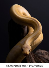 Ball Python Bilder Stockfotos Und Vektorgrafiken Shutterstock