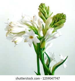 A very nice bouquet of tuberose flowers with blooming buds. Polianthes tuberosa is the scientific name of this scented flower