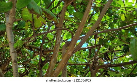 1,079 Guava tree view Images, Stock Photos & Vectors | Shutterstock