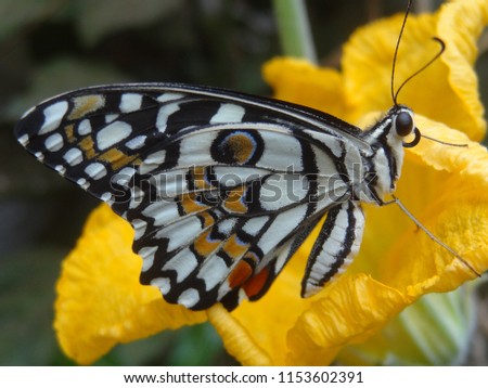 very-nice-colorful-butterfly-450w-1153602391.jpg