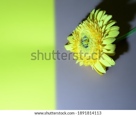 Similar – Image, Stock Photo soon Tagetes will bloom