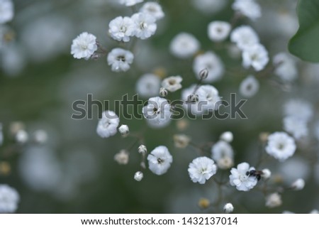 Similar – Image, Stock Photo #A0# Wildflowers