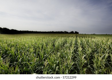 A very nice corn field in a cloudy day