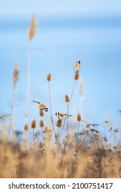 Very nice goldfinch sitting on a thistle, the best photo