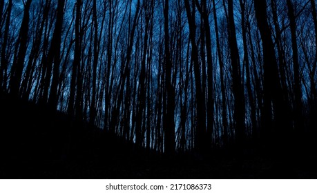 Very Nice Image Night Vision In Forest 