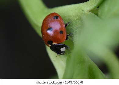 Very Nice Red Lady Bug Close Up