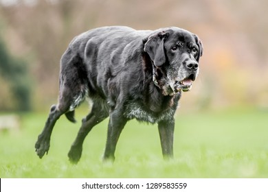 Very Old Black Labrador Running In The Park Looking Forwards To The Side Of Camera. A Black Dog In A Park, Countryside Meadow Or Field Of Grass. Green Background. Clear Eyes. Sunny