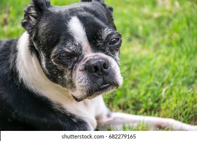 when does a boston terrier mature