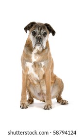 Very Old Boxer Dog Isolated On A White Background