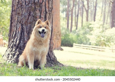 A Very Old Chow Chow Dog In Nature. Taken In A Forest. Lots Of Green. The Dog Has A Blue Tongue. 