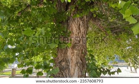 A very old cottonwood (poplar) tree with green leaves and a silvery brown trunk in summer on a sunny day in Tehachapi, California, USA, as a nice organic natural background.
