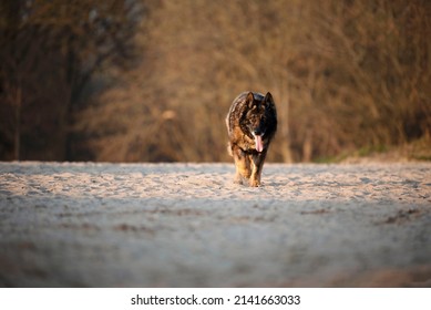 Very Old Dog At The Beach 