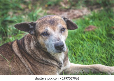 Very Old Dog Lying On The Grass.