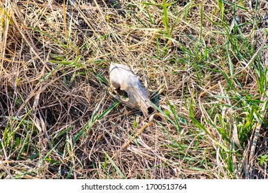 A Very Old Dog Skull Lies In The Grass.