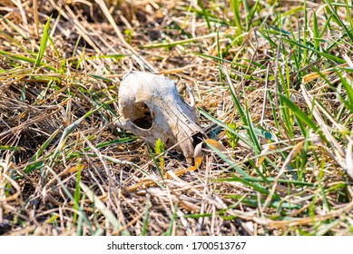 A Very Old Dog Skull Lies In The Grass.