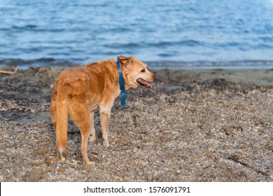 Very Old Dog Standing At The Beach