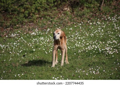 Very Old Dog Standing On Green Meadow With Daisies