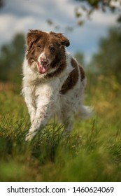 Very Old Dog Walking In A Meadow