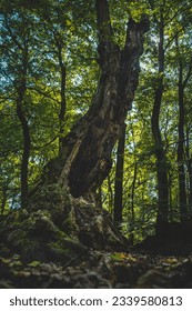 Very old forrest in Bratislva Slovakia