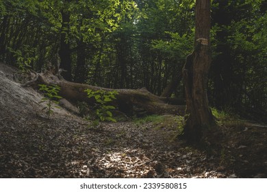 Very old forrest in Bratislva Slovakia