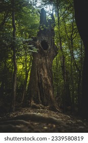 Very old forrest in Bratislva Slovakia