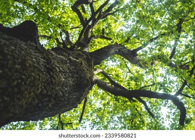 Very old forrest in Bratislva Slovakia