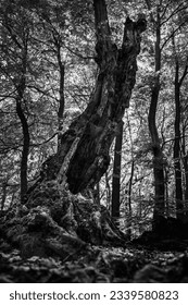 Very old forrest in Bratislva Slovakia