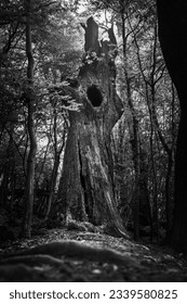 Very old forrest in Bratislva Slovakia
