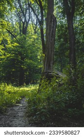 Very old forrest in Bratislva Slovakia