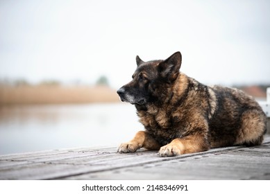 Very Old German Shepherd Dog 