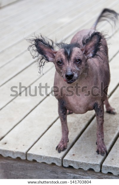 Very Old Hairless Chinese Crested Dog Stock Photo Edit Now 141703804